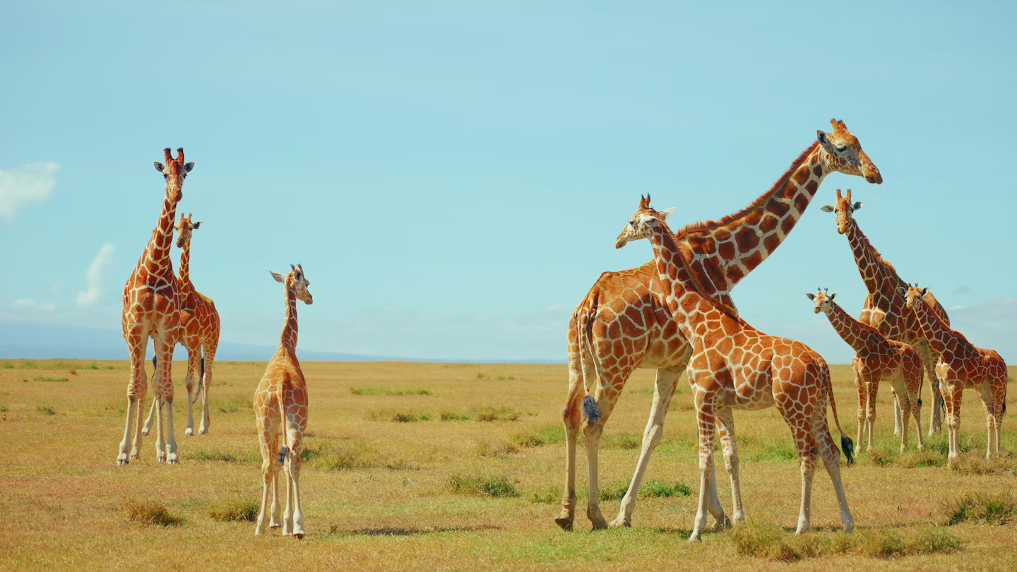 кения жирафы