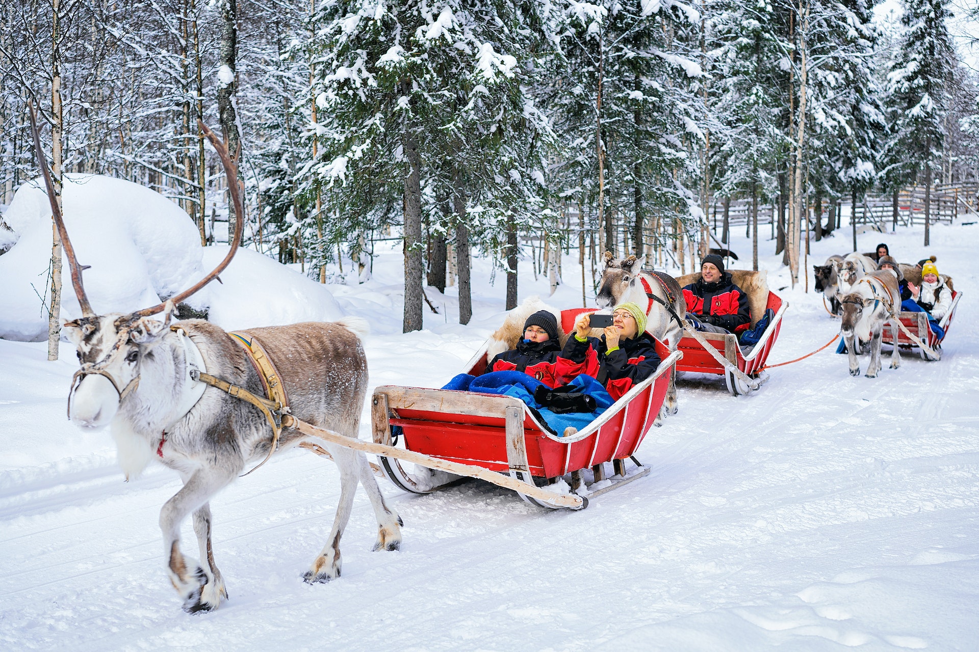 Люди в сафари на оленьих упряжках в зимнем лесу в Рованиеми, Лапландия, Финляндия